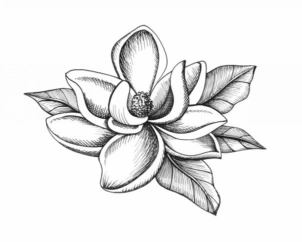 Botanical Illustrations by Meghan Witzke at Coroflot.com