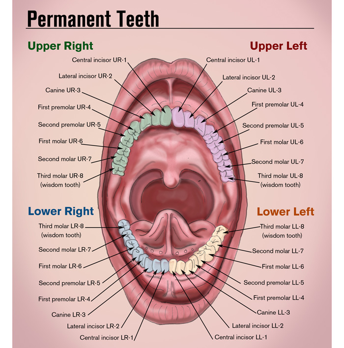 Set Of Adult Teeth 16