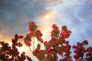 Flowers Against the Sky