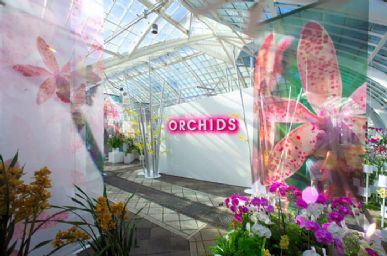 SFCOF Modern Art of Orchids