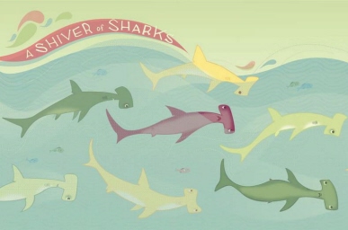 A Shiver of Sharks