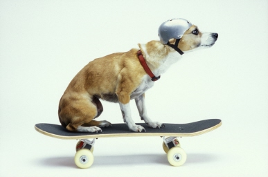 Miniature Dog Helmet