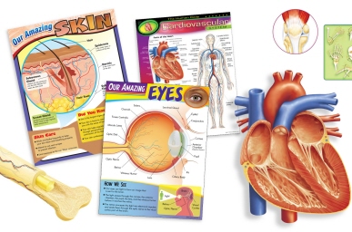 Medical Illustration Samples