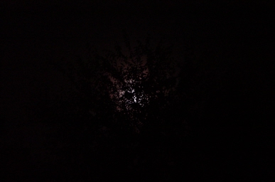 moon tree