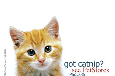 Yellow Kitty