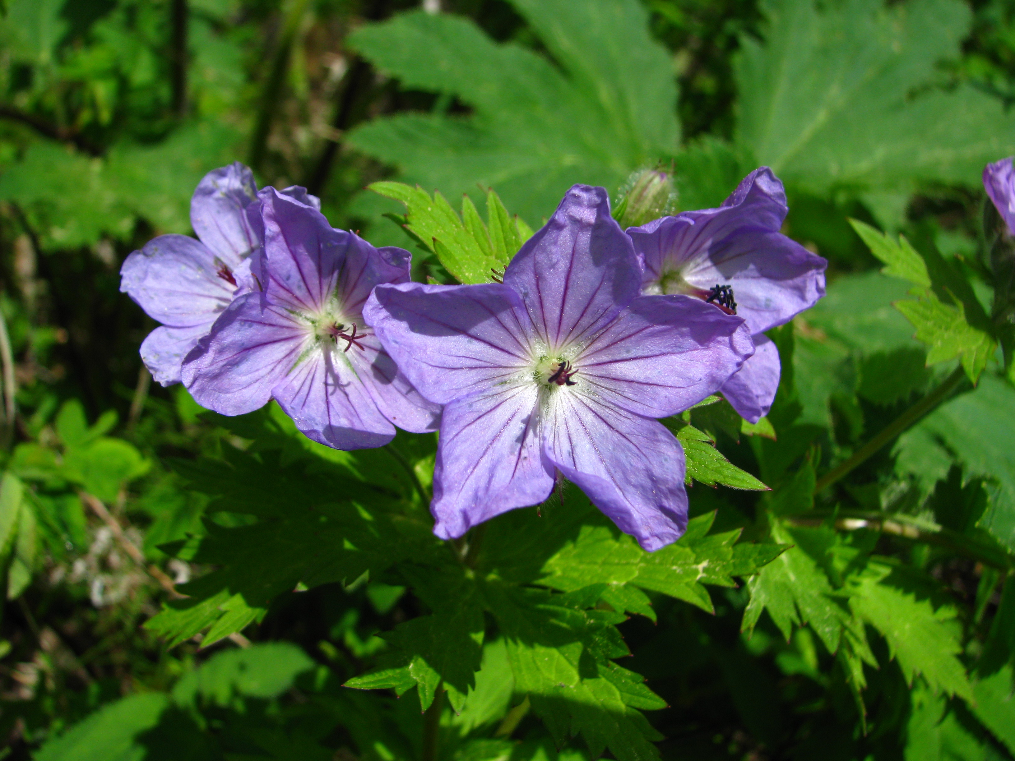 Alaskan Wildflowers by Peter Billman at