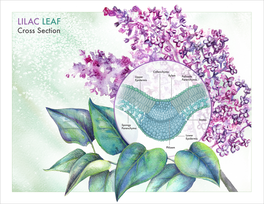 lilac leaf cell