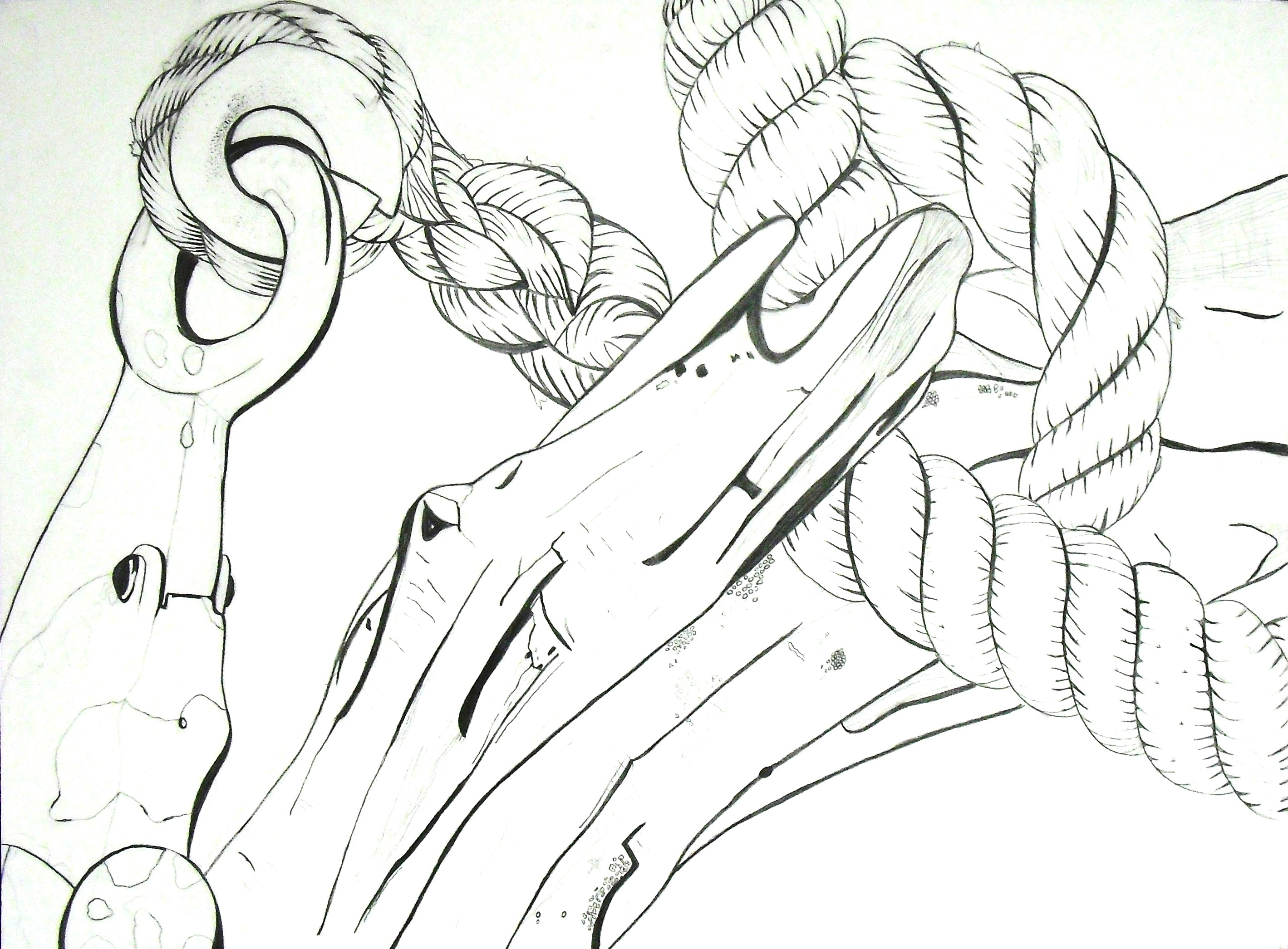 Contour Line Drawing Of Still Life : Drawing i by jordan randall at coroflot