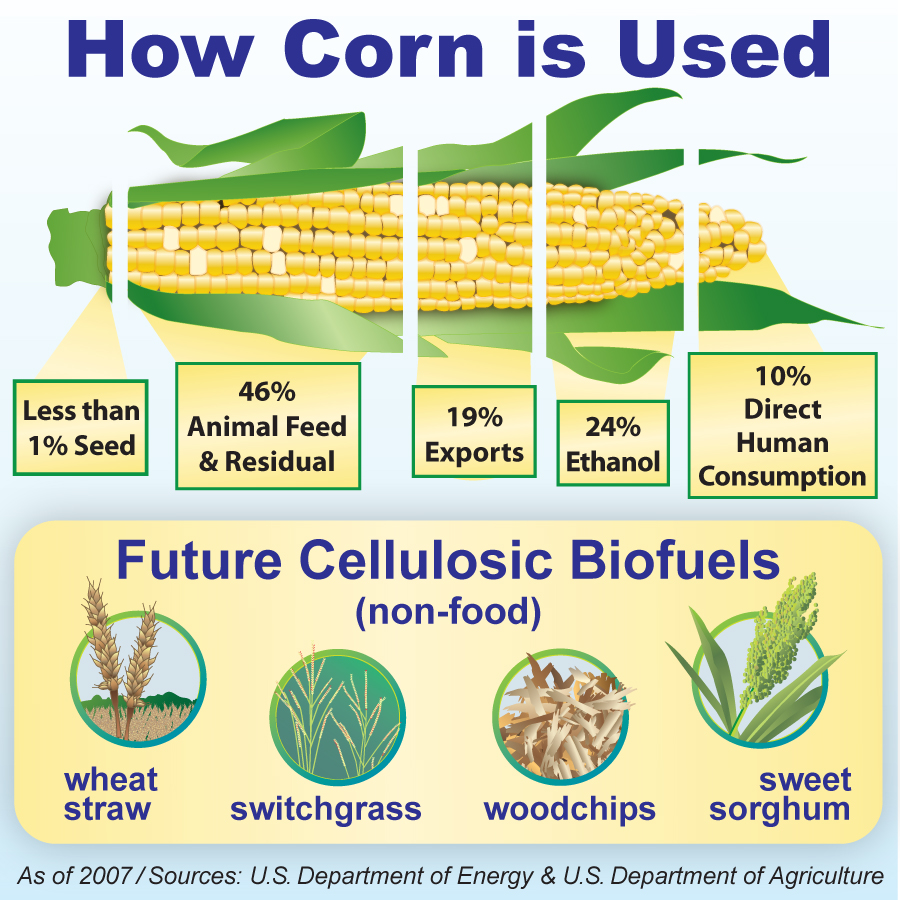infographics by Jenny Goring at