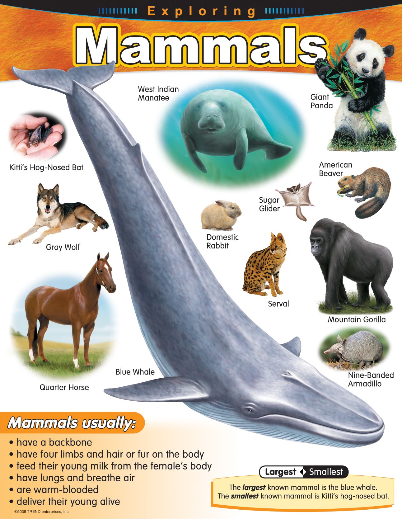 Mammal Chart ht...