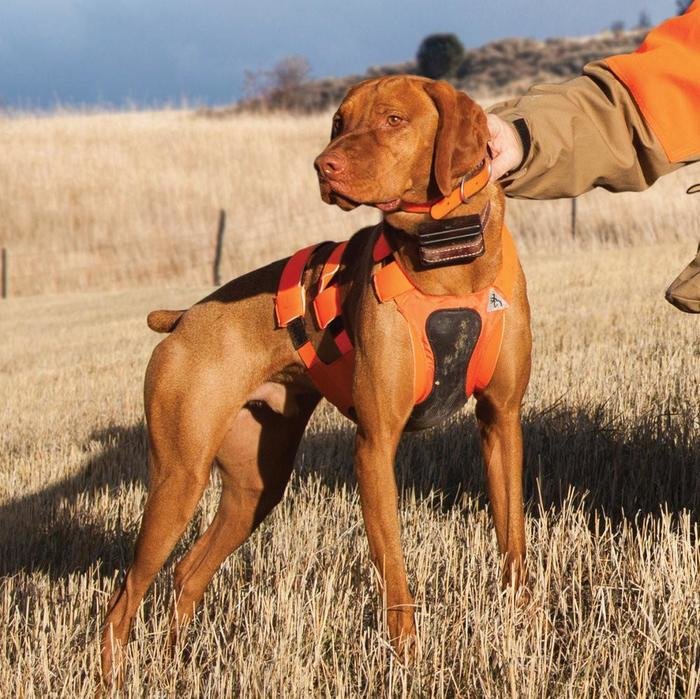 Safety Skid Plate for Hunting Dogs by Dan Curtiss at