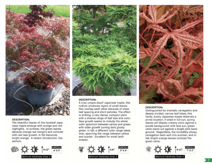 Real Client Rare Tree Nursery Catalog by PakYin Chan at