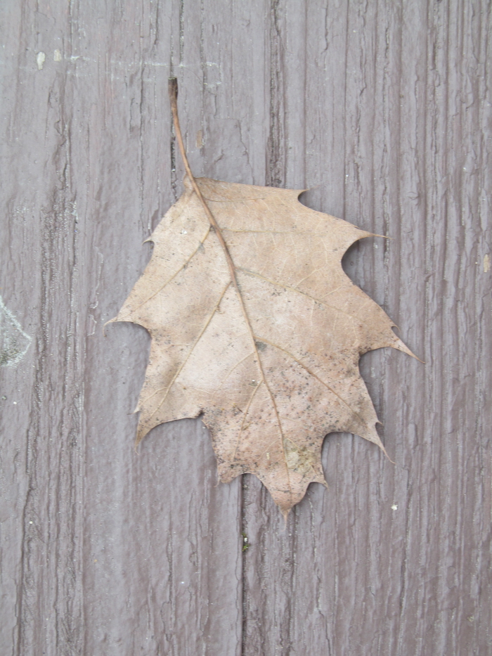 The Elements of Art by Julia DiCesare at Coroflot.com