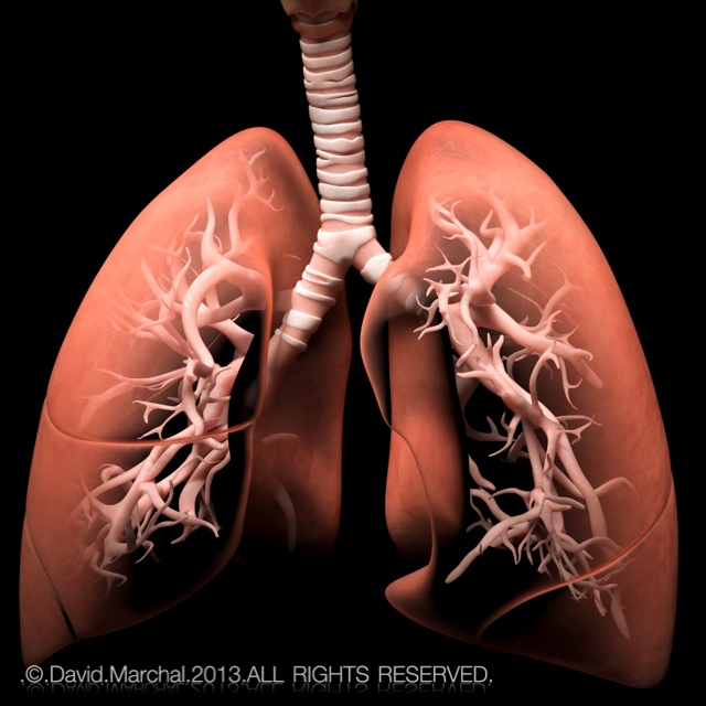 Human respiratory system Medical illustrations by David Marchal at