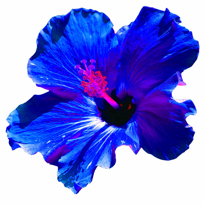 Digital Floral Art by Christine Mendez at