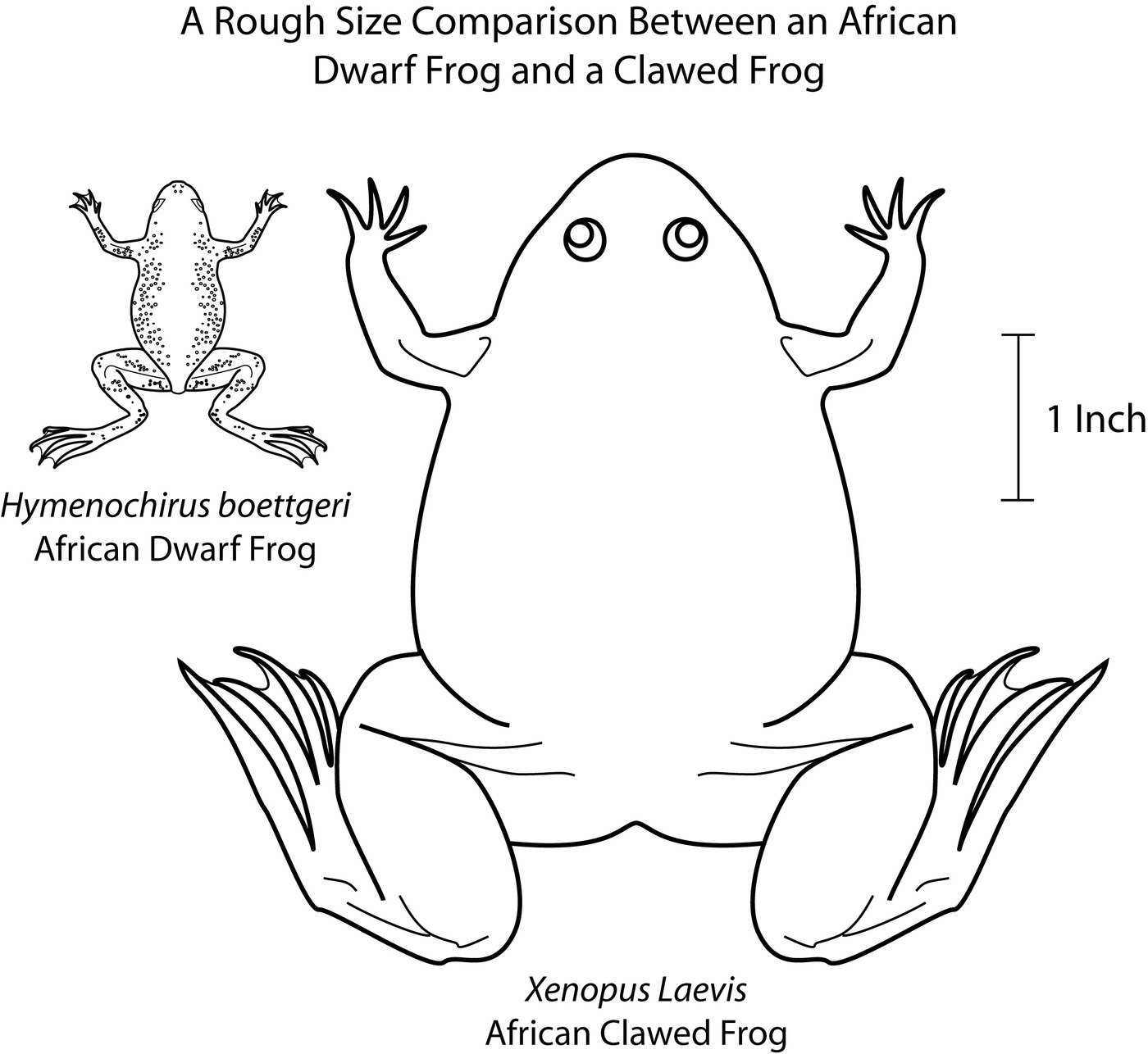 Aquatic Frog Diagrams by Sara Jennings at Coroflot.com