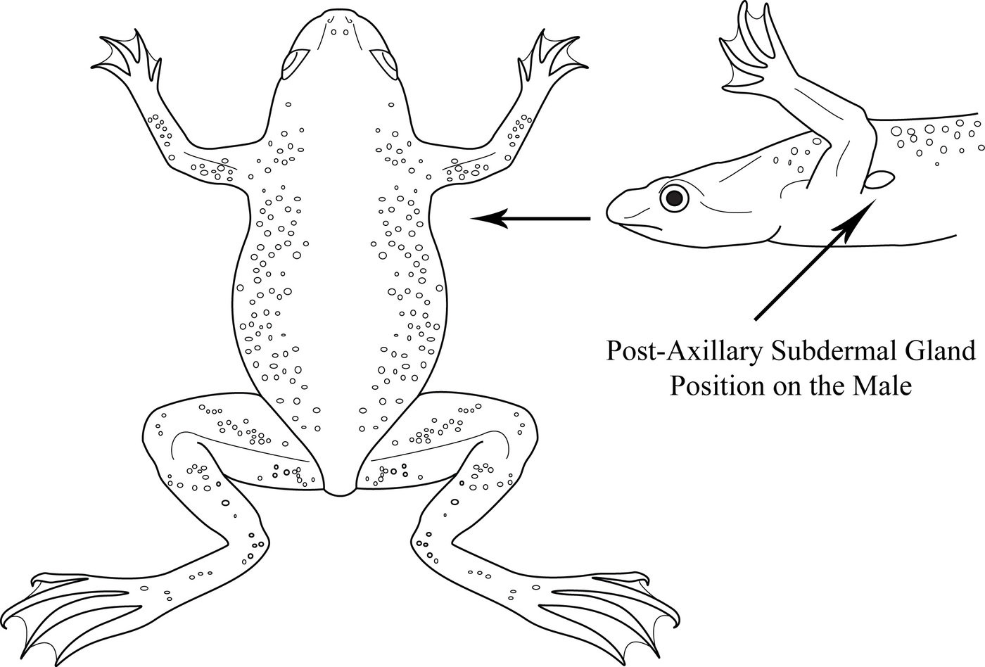 Aquatic Frog Diagrams by Sara Jennings at Coroflot.com