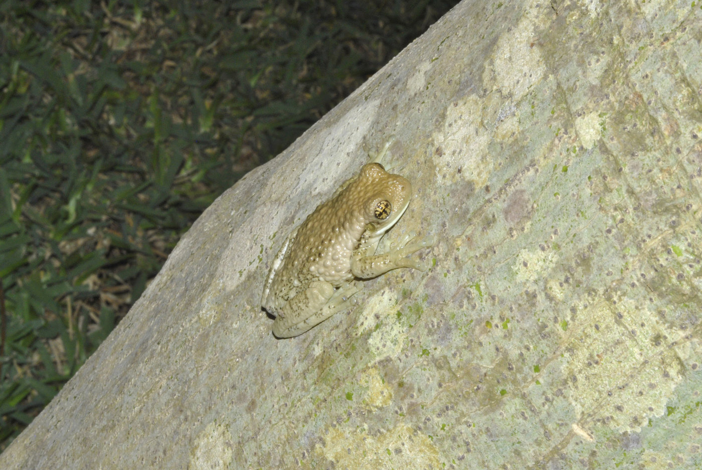 Animals by Chrystian Geussepe Jimenez Uribe at Coroflot.com