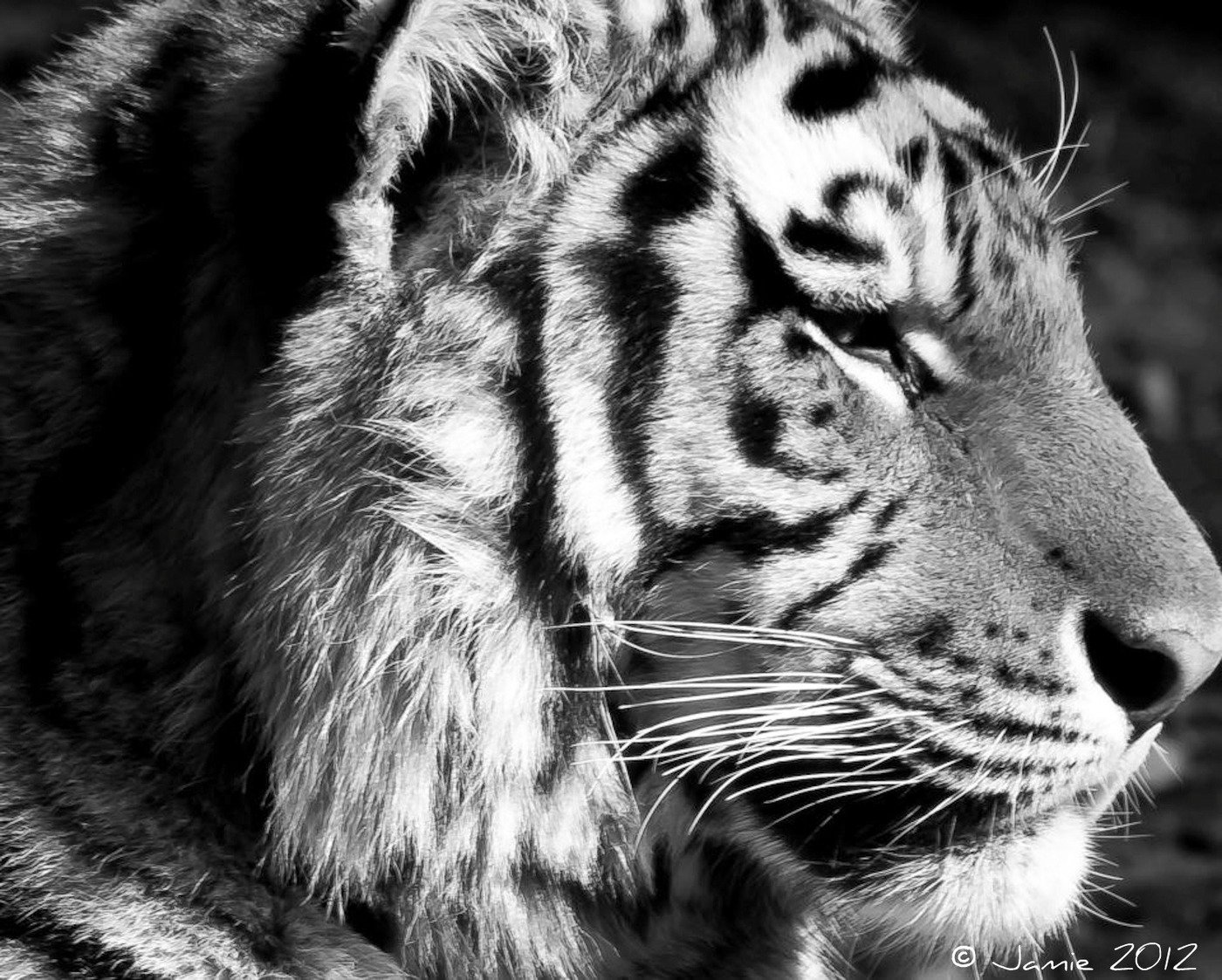 Siberian Tigers by Jamie Cournoyer at Coroflot.com