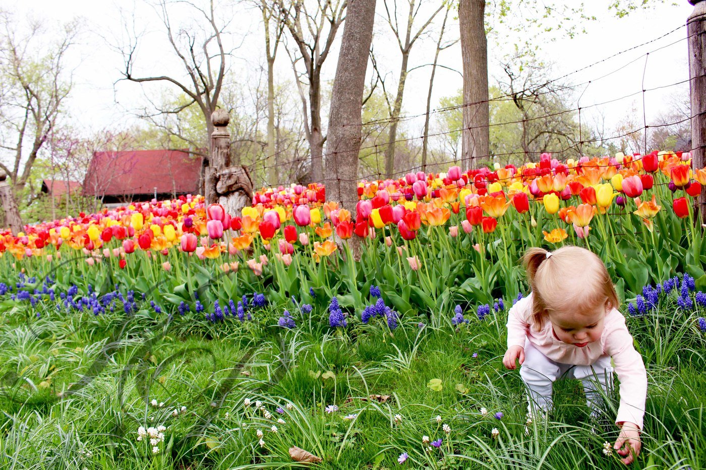 An upload by Kate Peterson on Coroflot to the project Miss Elinor May