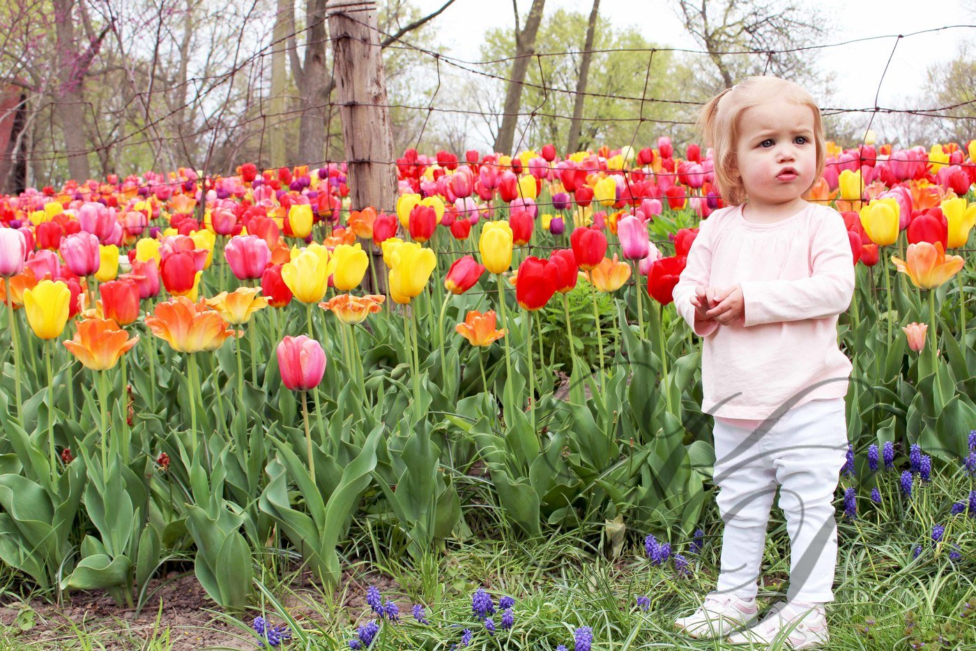 An upload by Kate Peterson on Coroflot to the project Miss Elinor May