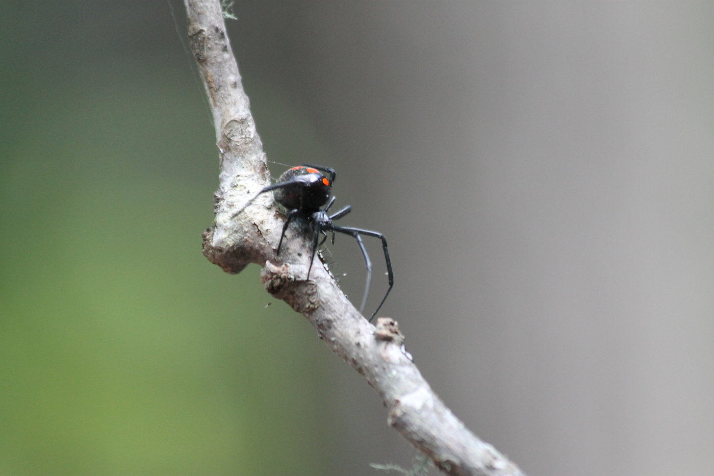 Black Widow North Carolina by Andrew Hurst at
