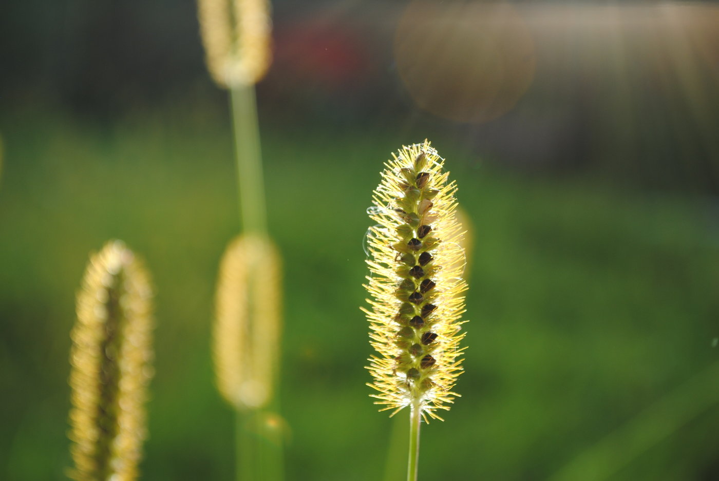 Depth Of Field By Jacey Deleu At Coroflot
