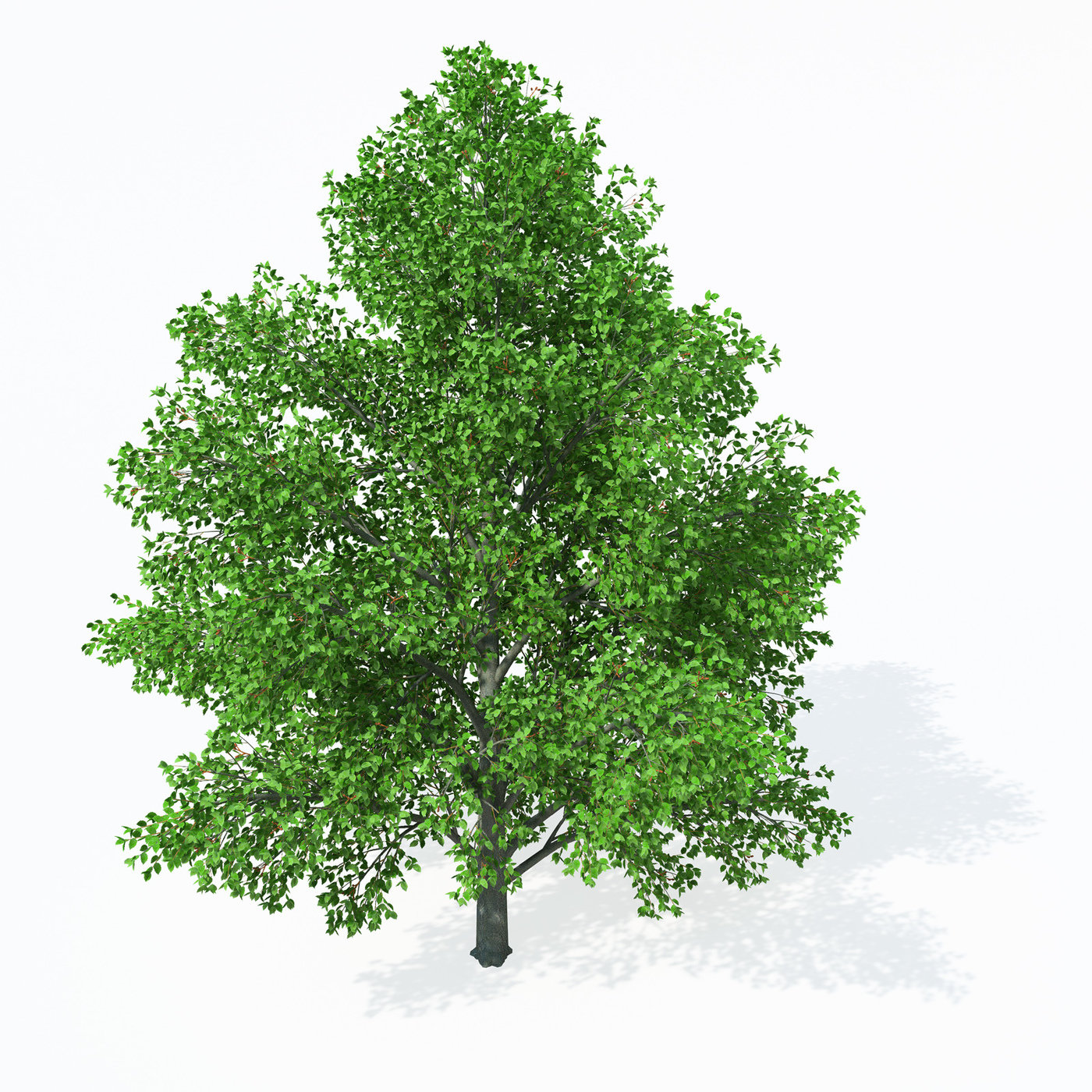 Осина дерево для детей