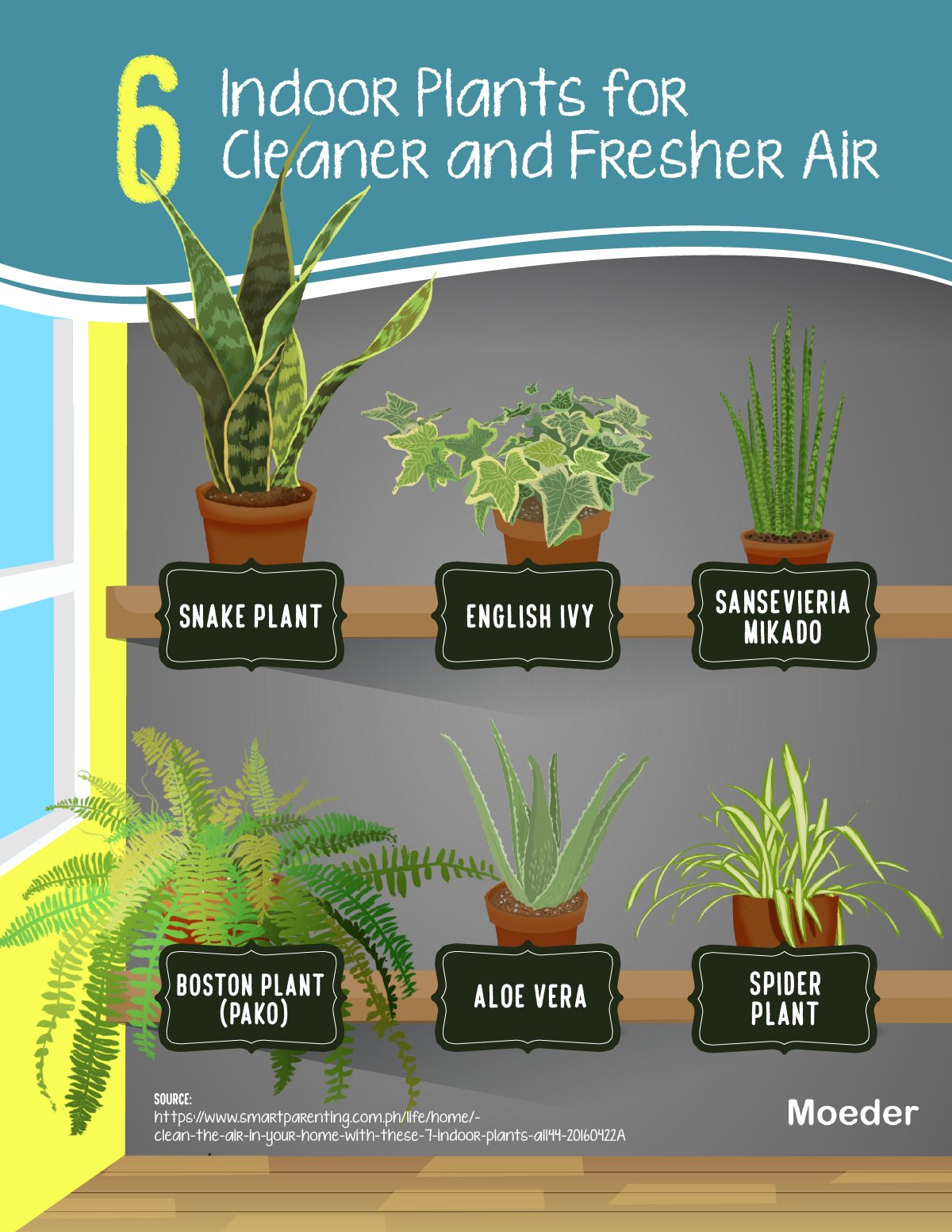 Illustration | 6 Indoor Plants for Cleaner and Fresher Air by