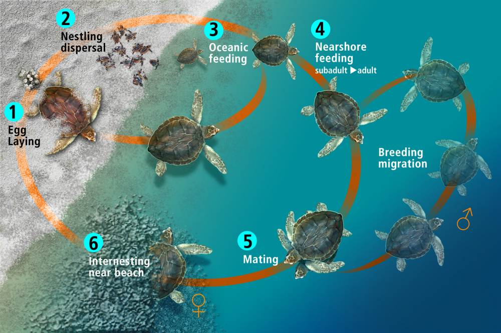 Leatherback Sea Turtle Life Cycle