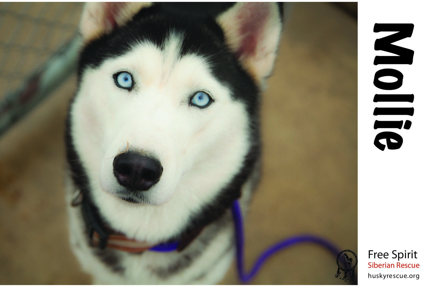 Adoption Postcards By Dawn Scrobel At Coroflot Com