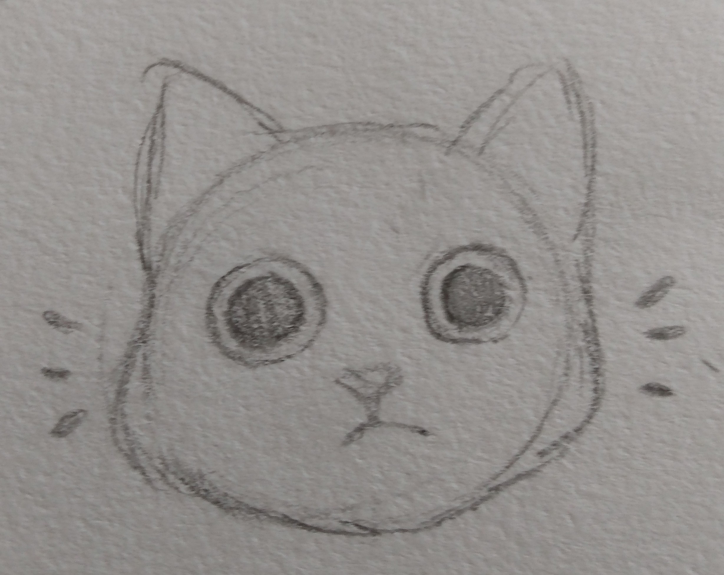 Cat Meme Sketches By Matilda Hernandez At Coroflot Cat Meme Sketches By Matilda Hernandez At Coroflot
