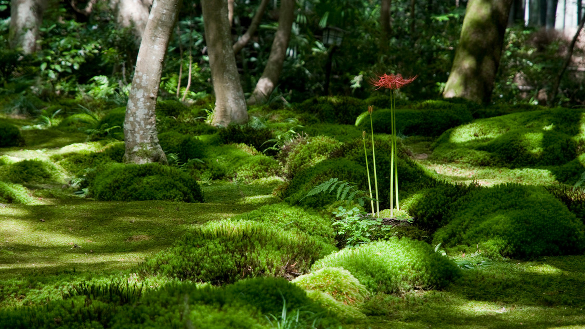 The moss carpet by Nection Design at