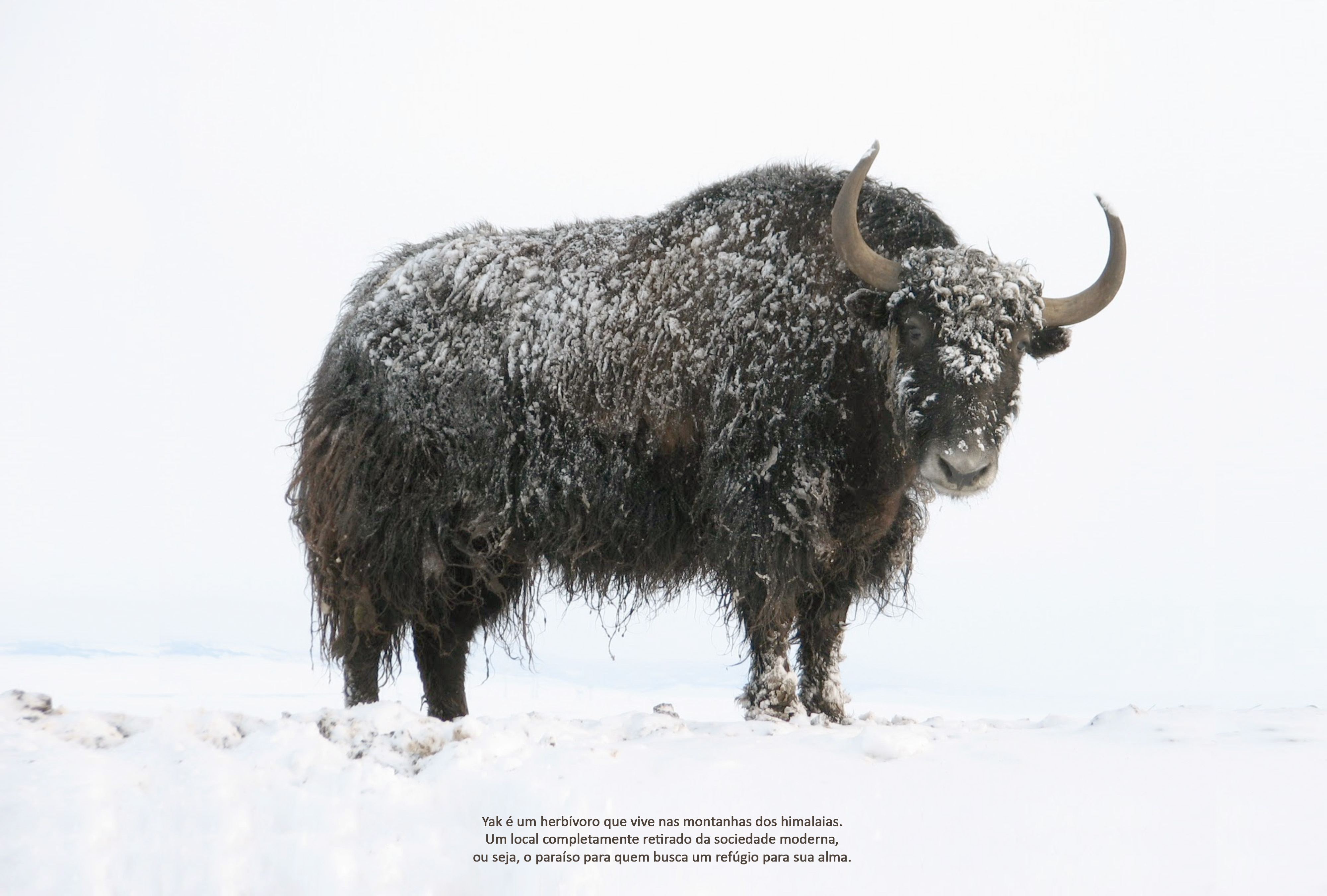 YAK Clothing by Ricardo Augusto Hoeppers at