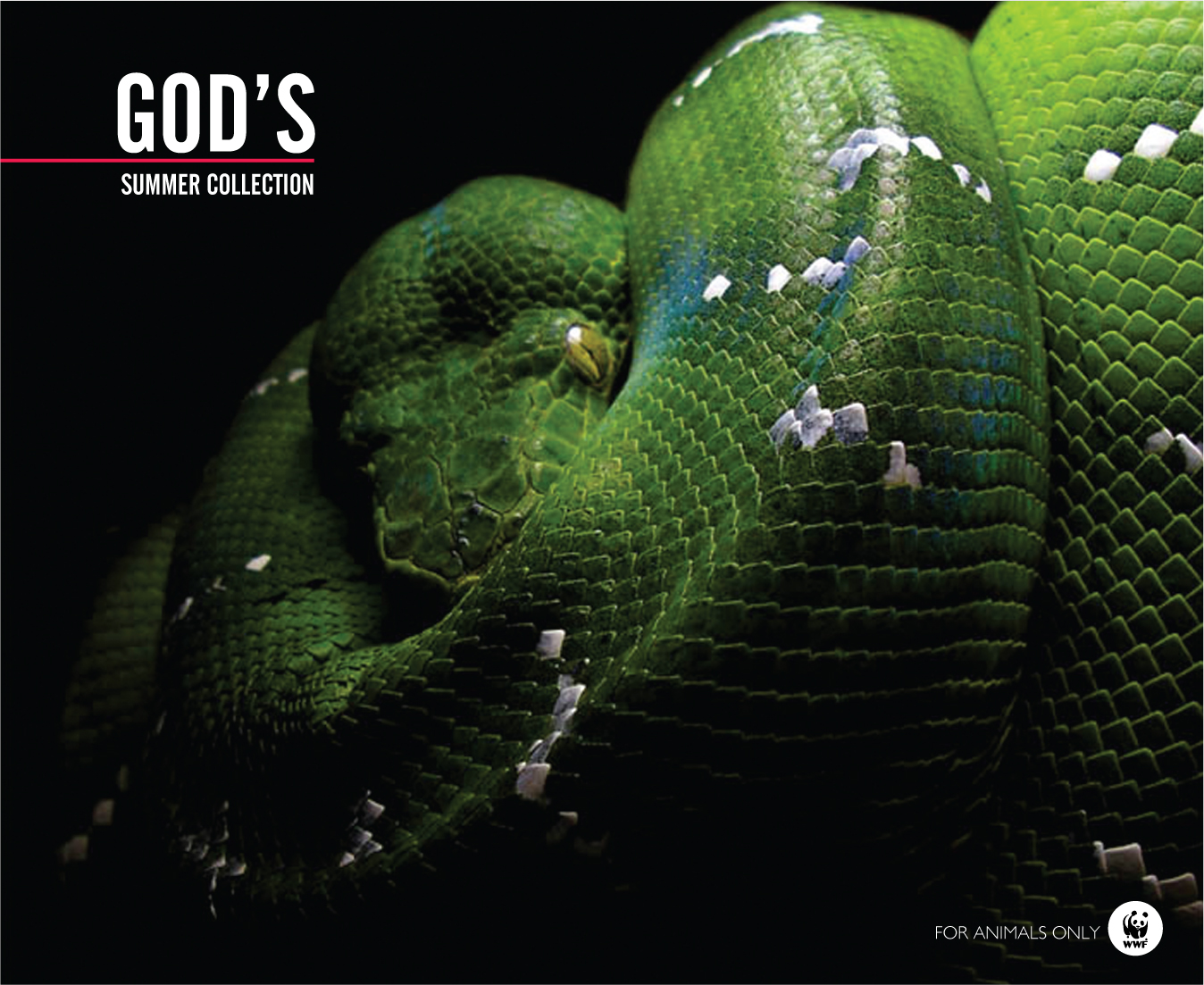 WWF - For animals Only Campaign by Kuthub M.A at Coroflot.com