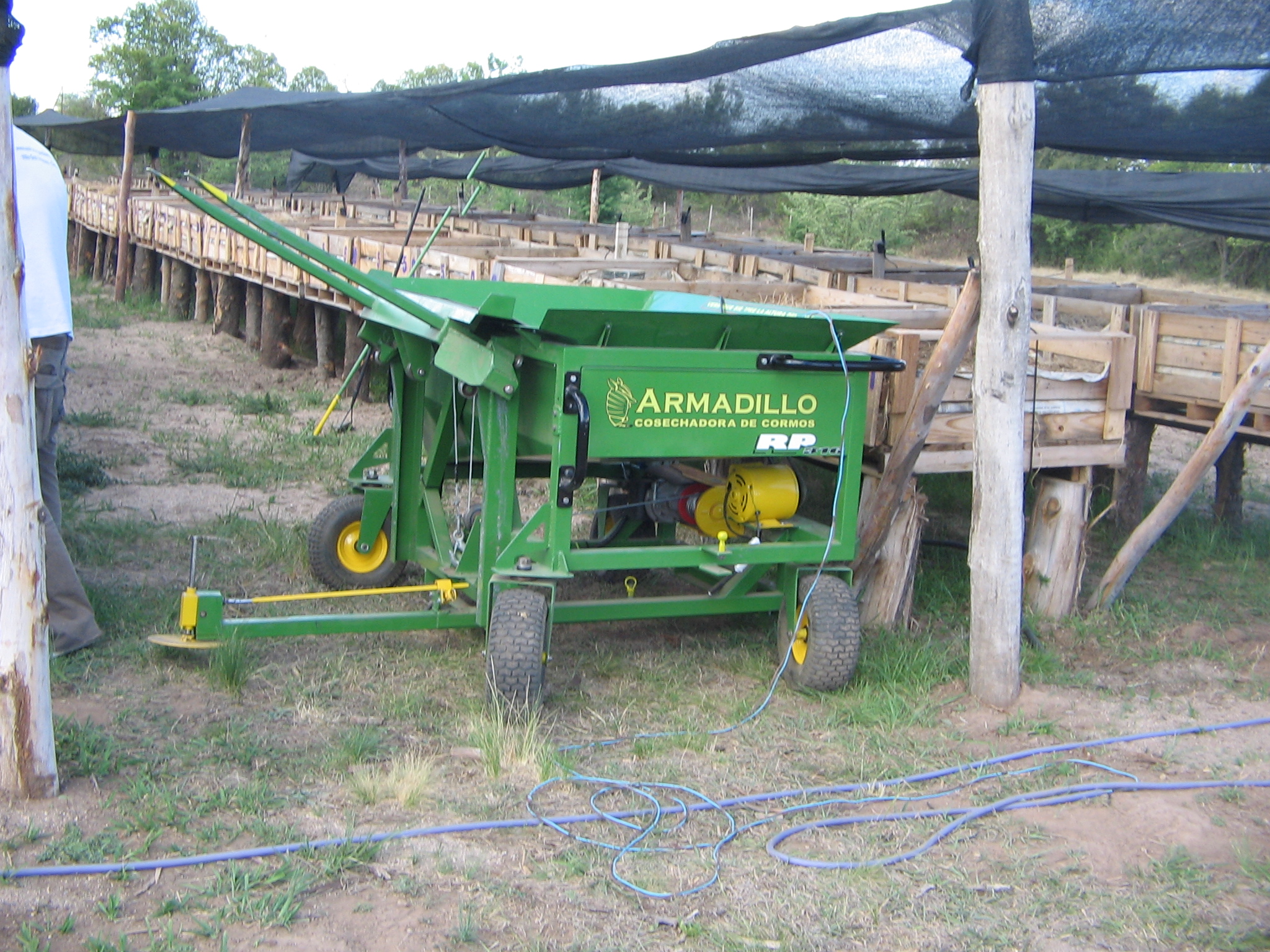saffron harvester by Diego Martin Rasetto at