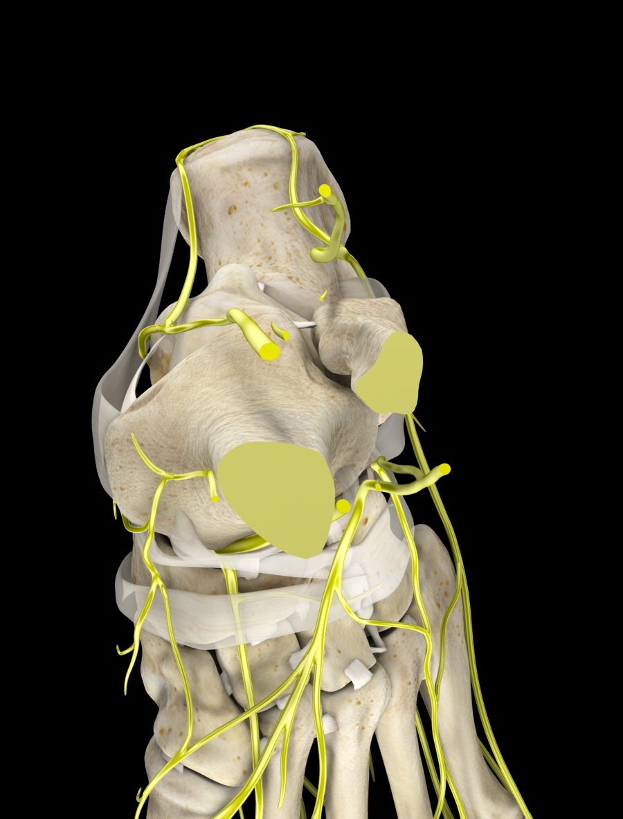 3D Modeling Medical by John Alexander at