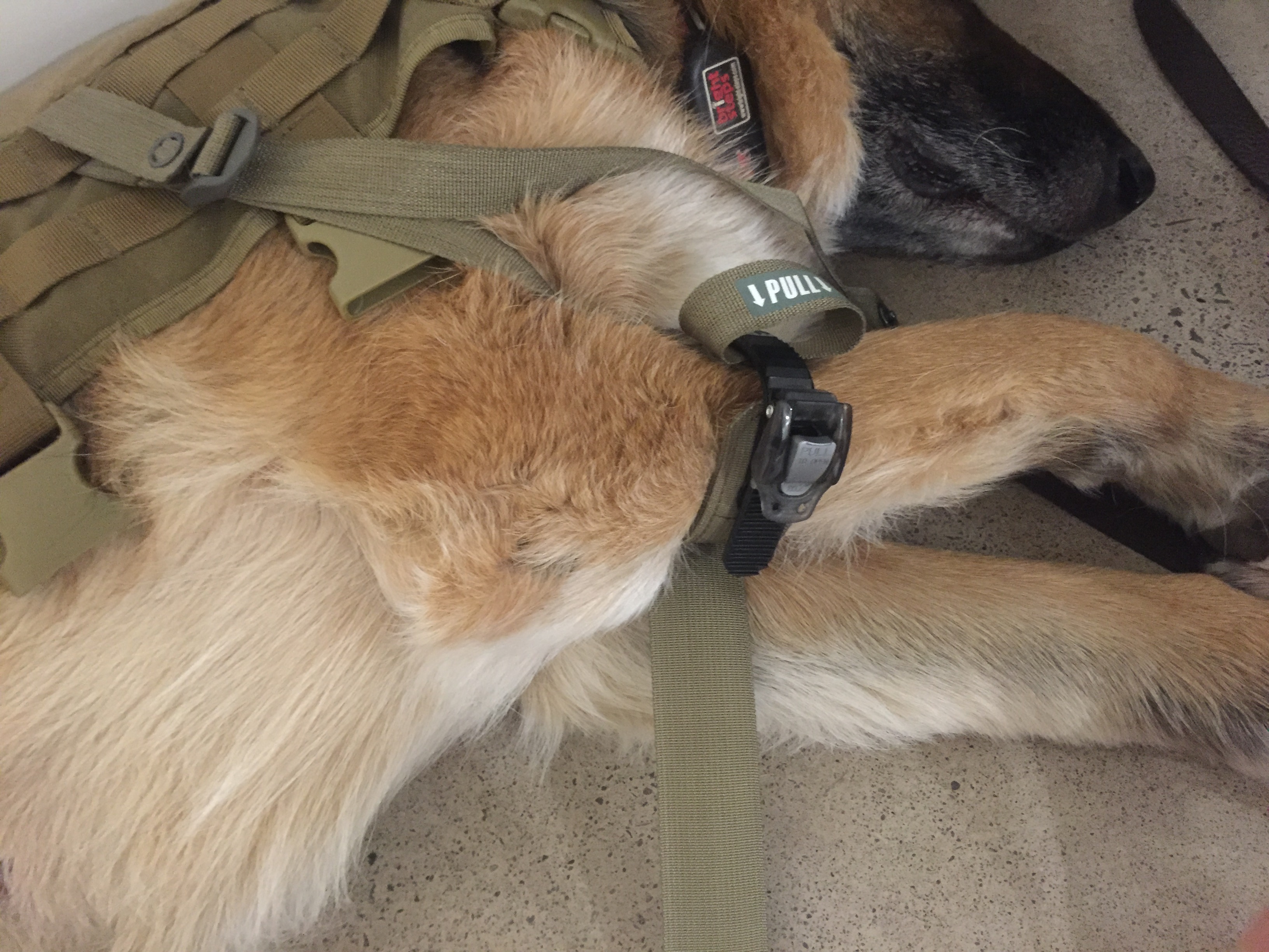 K9 Tourniquet by Myles Moran at